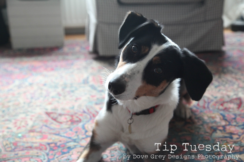 Tip tuesday (9)