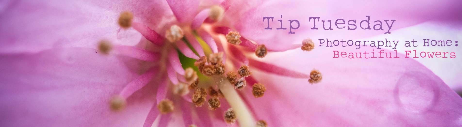 Tip Tuesday - Photography at Home: Beautiful Flowers