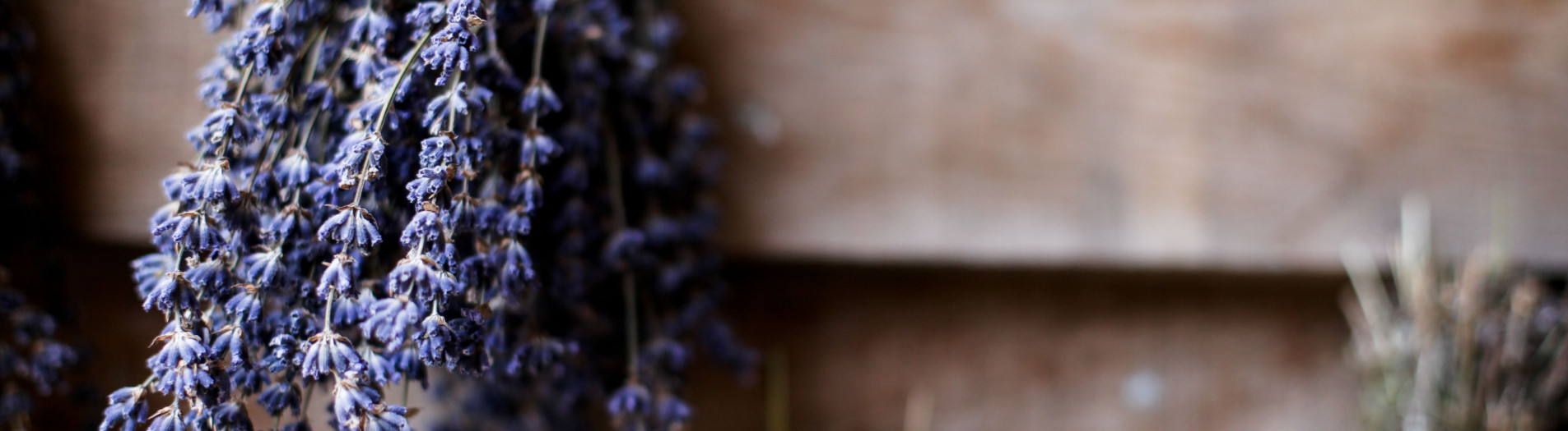 Grace and Alex in the Lavender - Long Barn Lavender Growers, Winchester